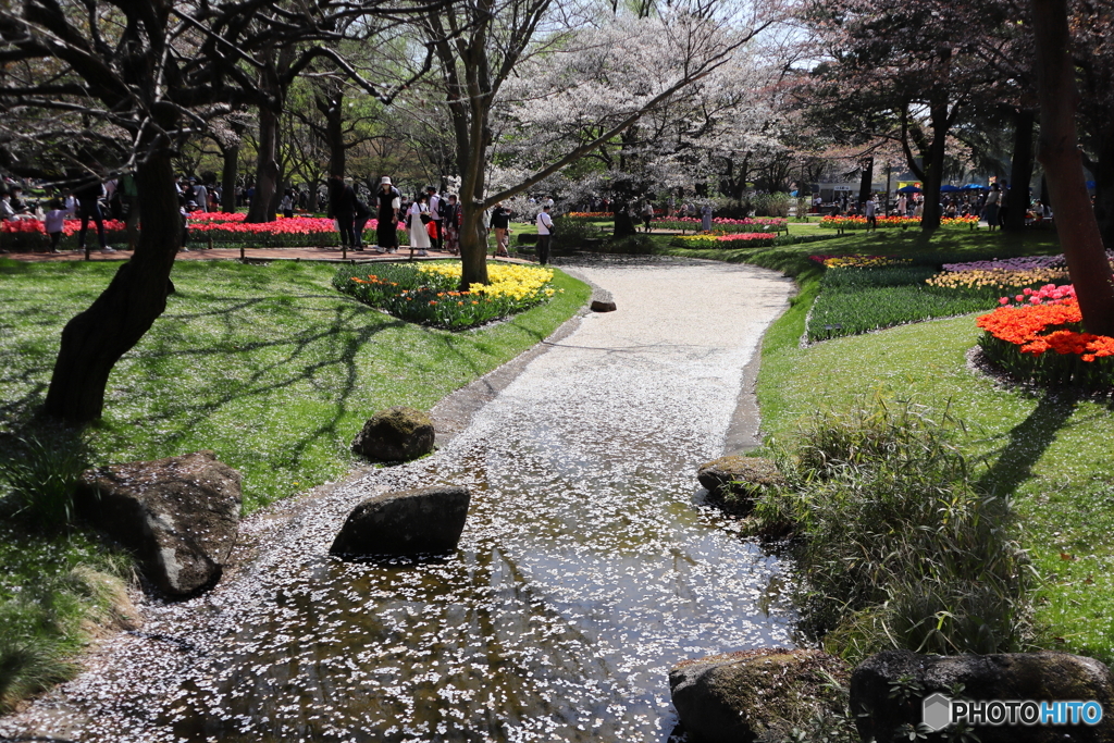 昭和記念公園 