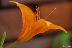 街に咲く花