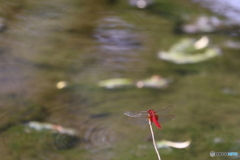 神代植物公園