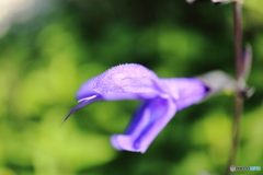 街に咲く花