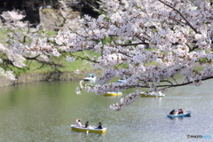 お花見