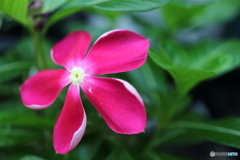 街に咲く花