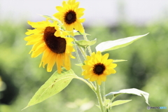 街に咲く花