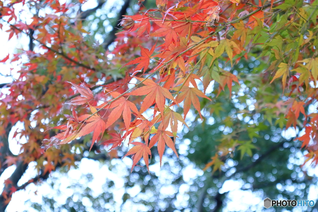 北の丸公園