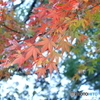 北の丸公園