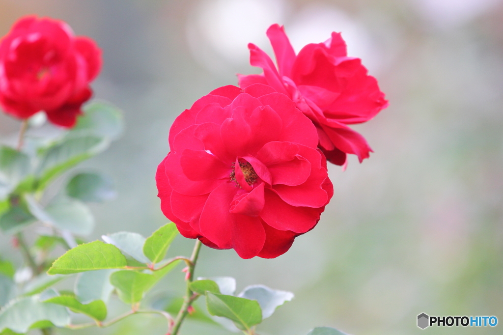 薔薇