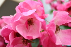 街に咲く花