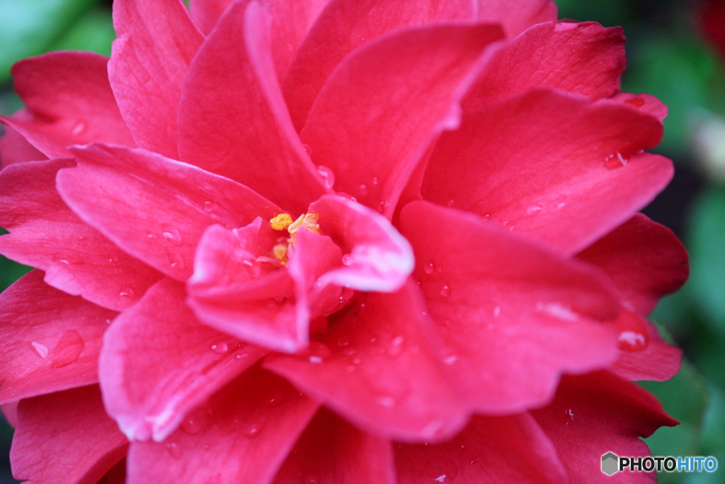 街に咲く花