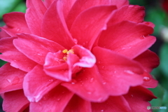 街に咲く花