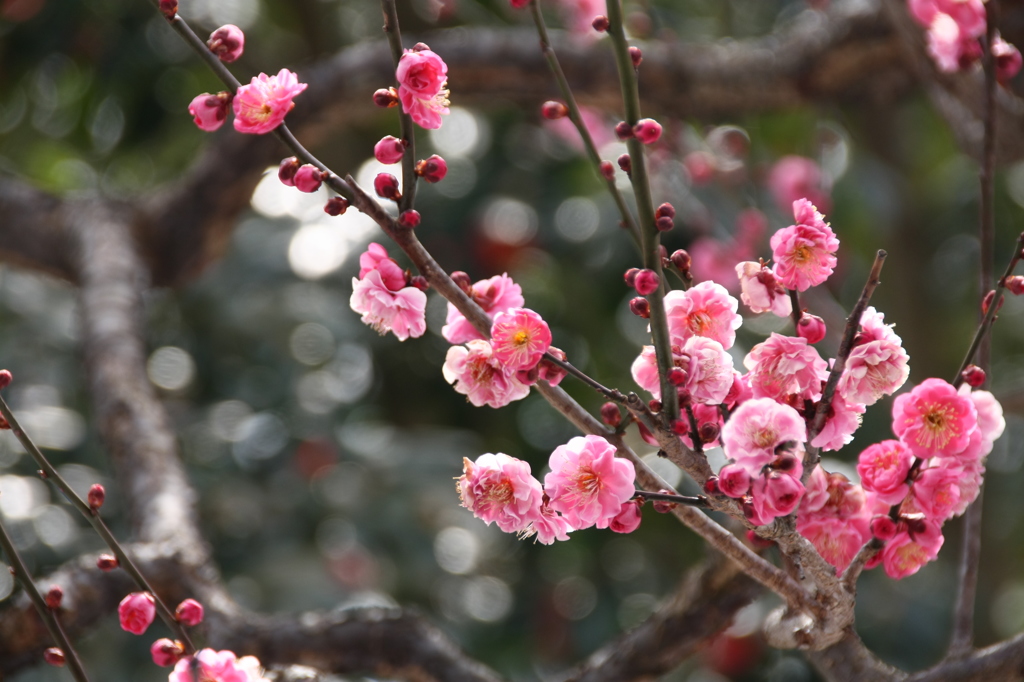 梅の花