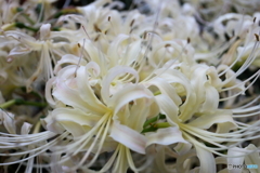 街に咲く花