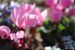 街に咲く花
