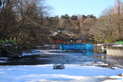 井の頭公園
