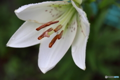街に咲く花