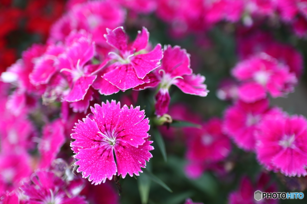 道端に咲く花