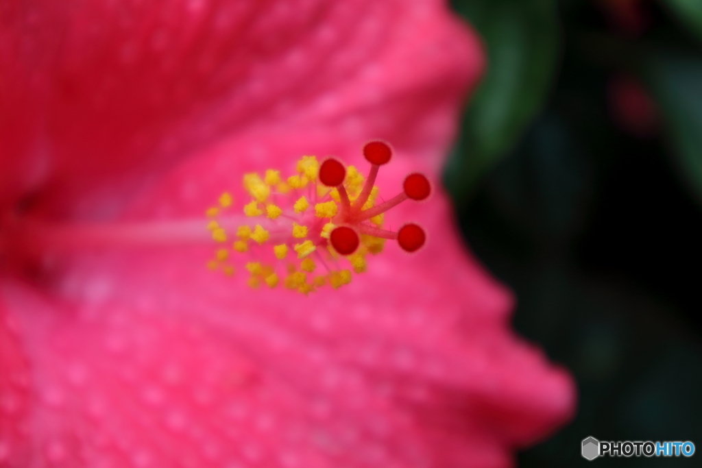 街に咲く花