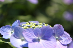 紫陽花