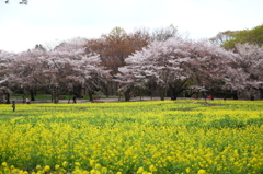 菜の花畑