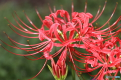 郷土の森