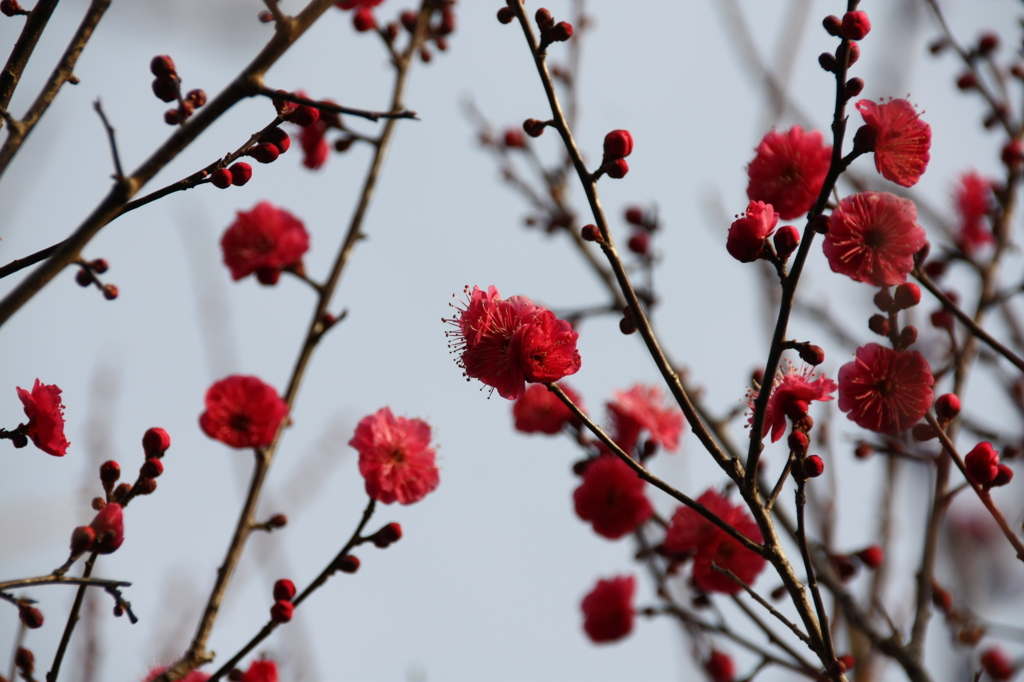 花（梅の花）