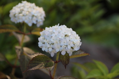 お花・あじさい