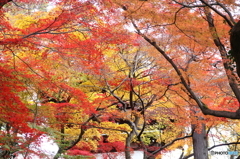 高幡不動尊