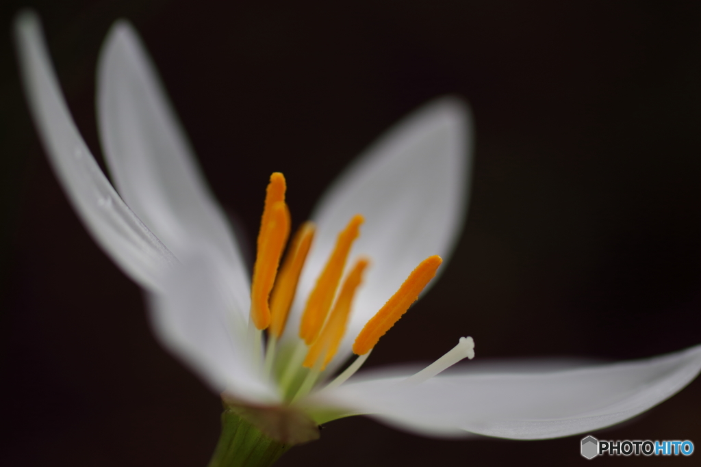 街に咲く花