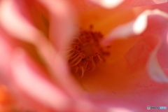街に咲く花
