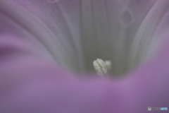 街に咲く花