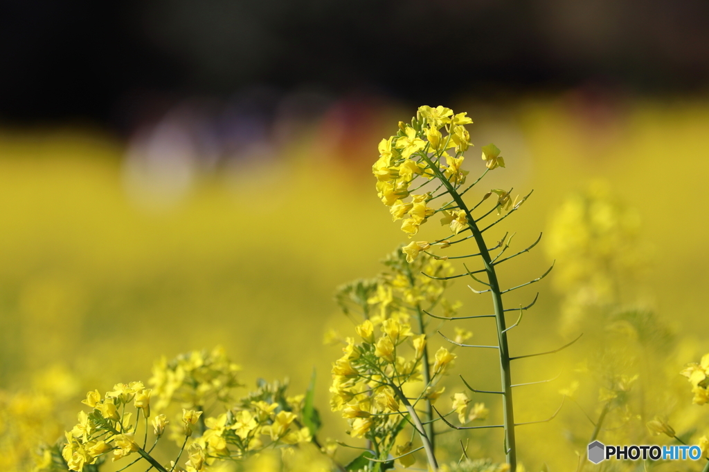 菜の花畑