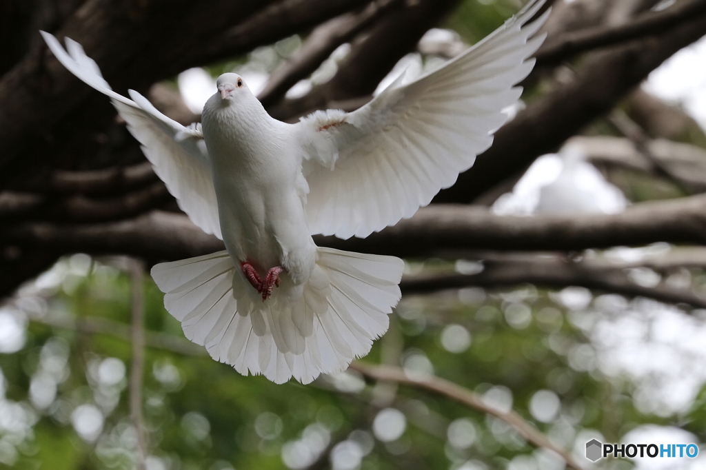 白い鳩