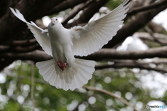白い鳩