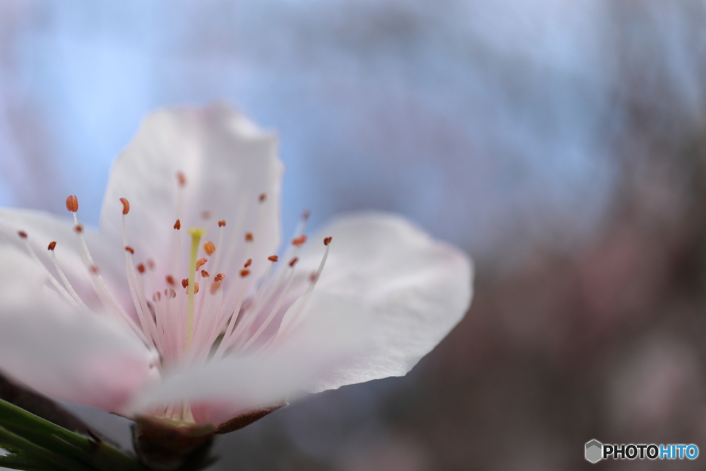 街に咲く花