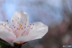 街に咲く花
