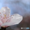 街に咲く花
