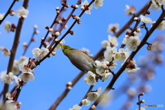 郷土の森