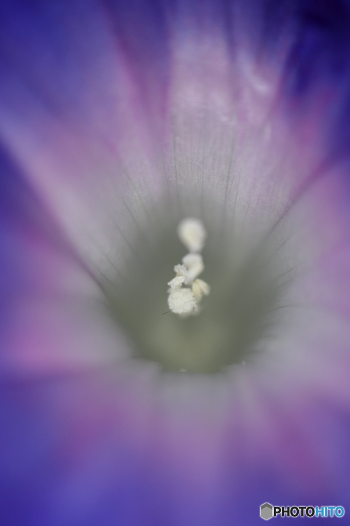 街に咲く花