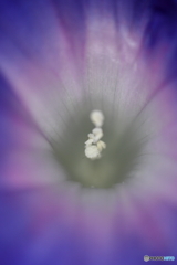 街に咲く花