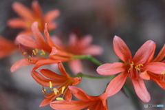 街に咲く花