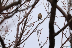 野鳥