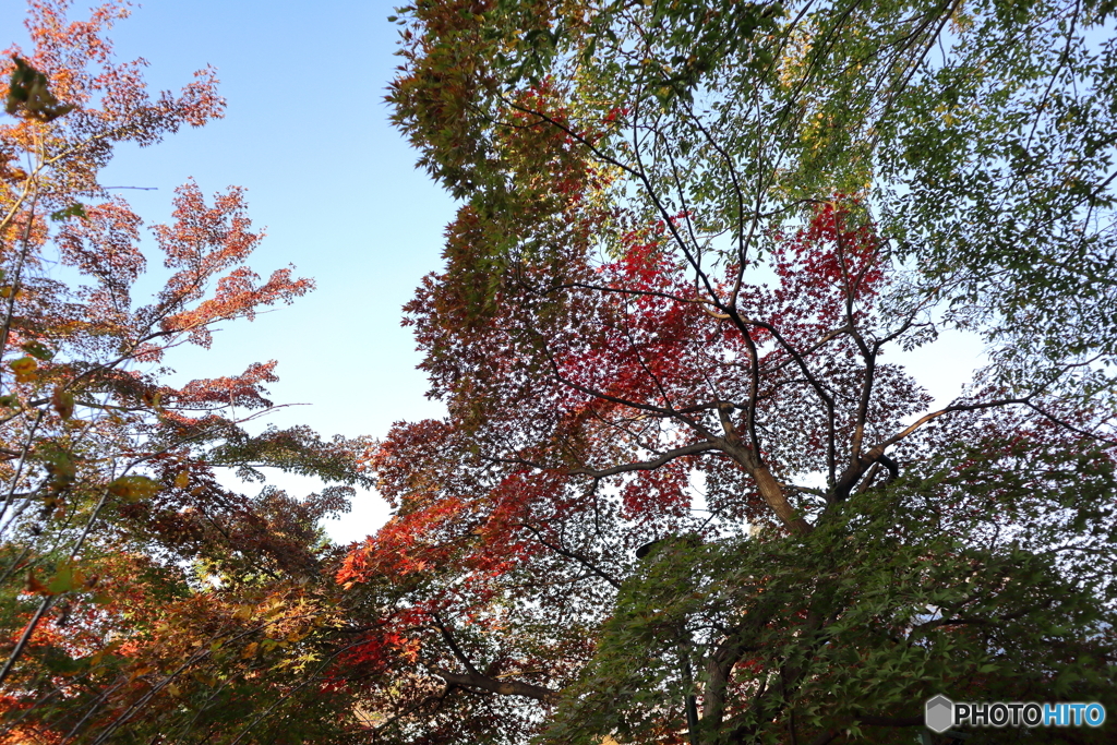 高幡不動尊