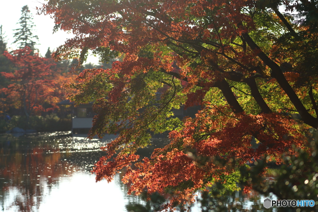 紅葉