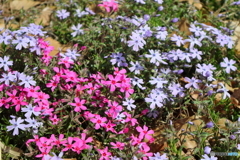 街に咲く花