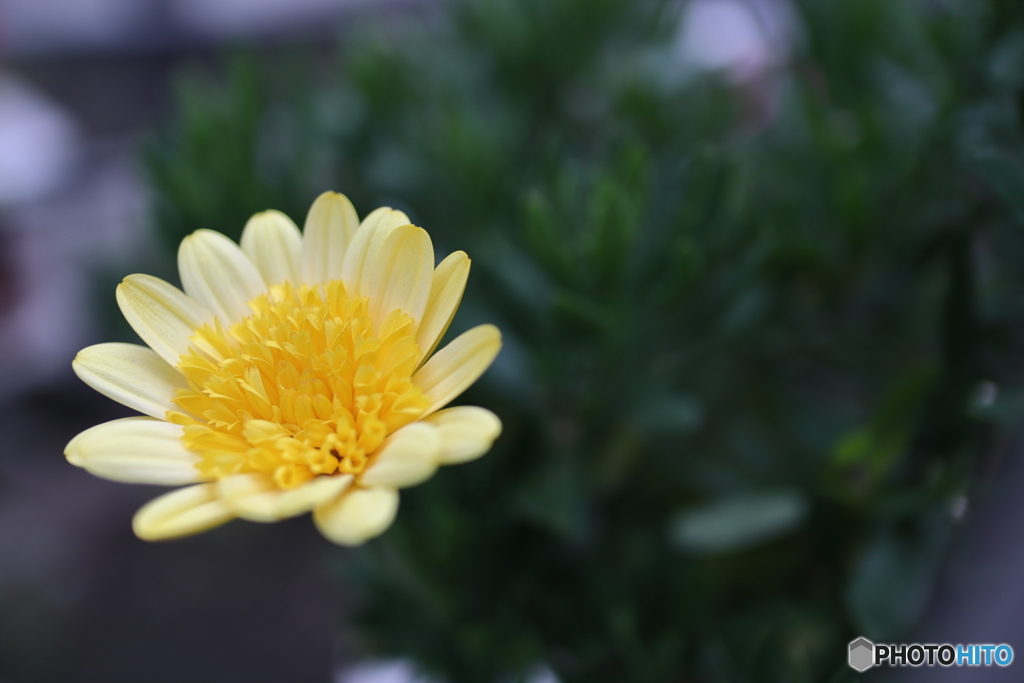街に咲く花