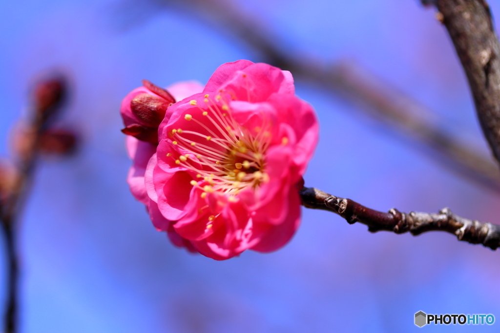 街に咲く花