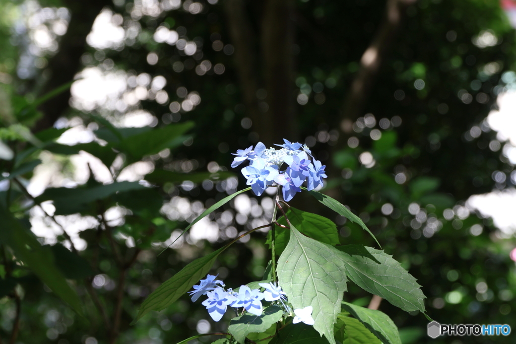 紫陽花