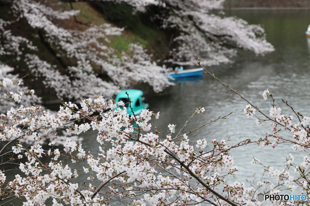 桜