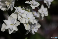 街に咲く花