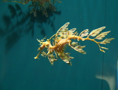 葛西臨海水族園