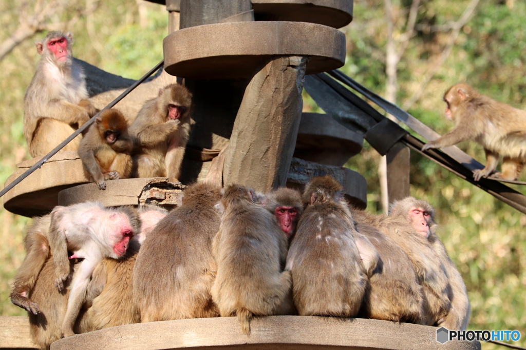 多摩動物公園